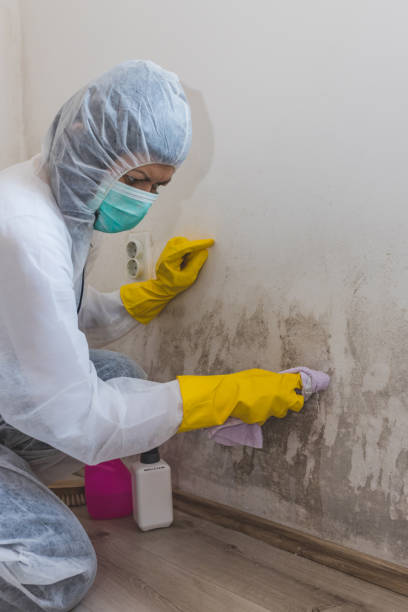  Strawberry Plains, TN Mold Removal Pros